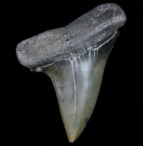 Large, Fossil Mako Shark Tooth - Georgia #75057